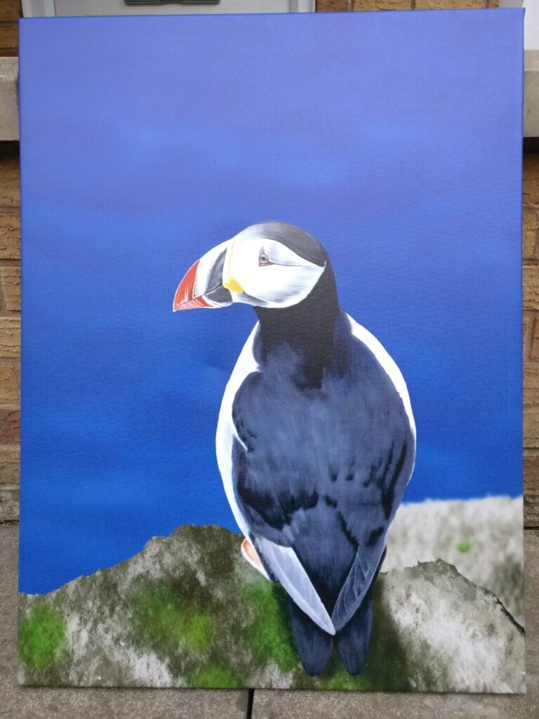 A puffin from Shetland