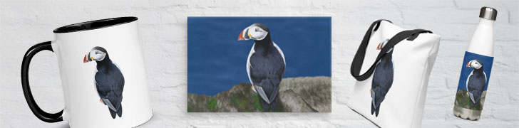 Shetland Puffin